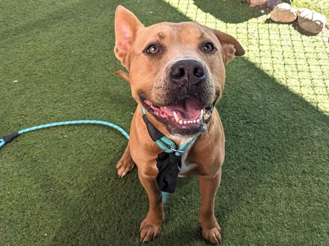 KOI, Adoptable, Young Male Pit Bull Terrier.