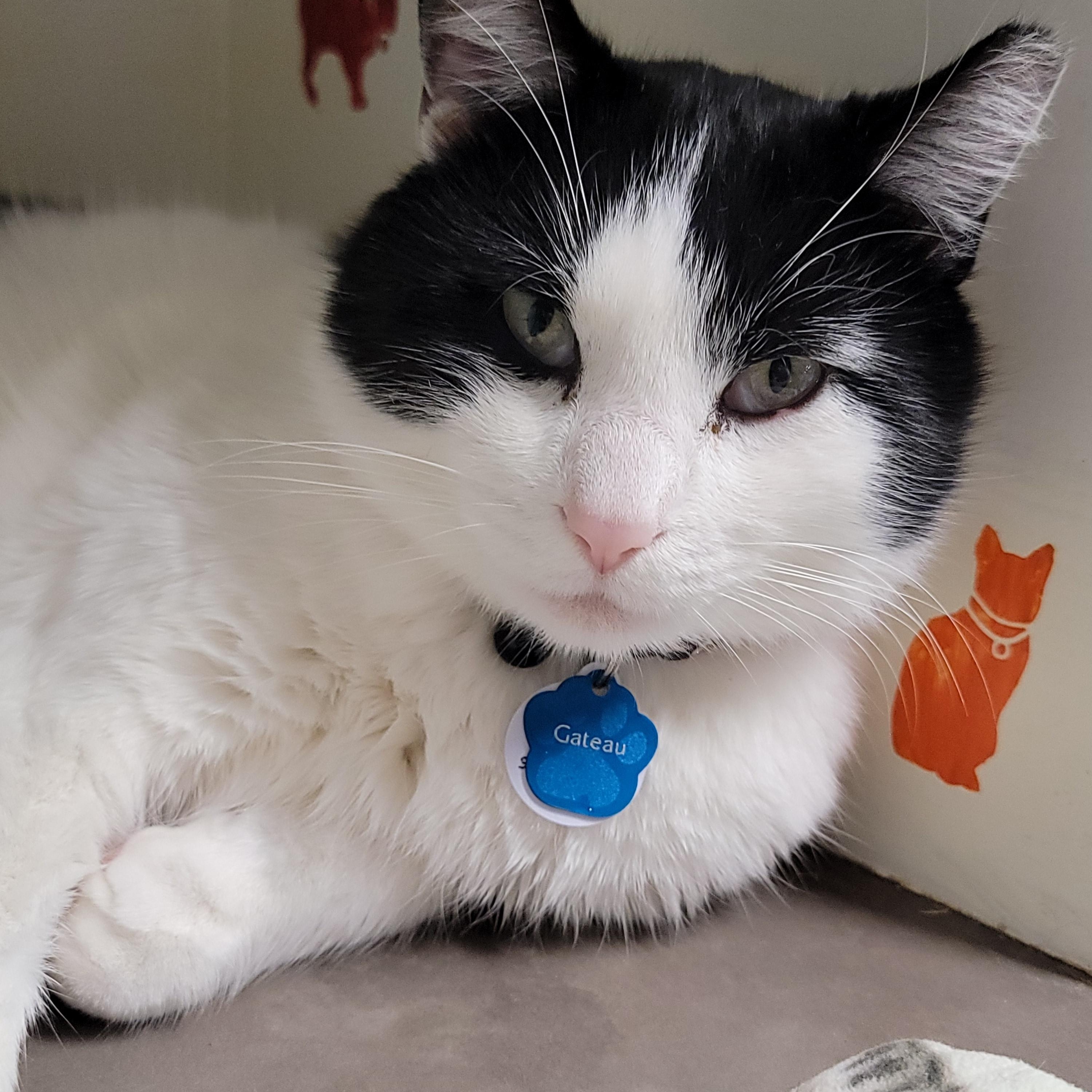 Gateau, adopted, Adult Male Domestic Short Hair.