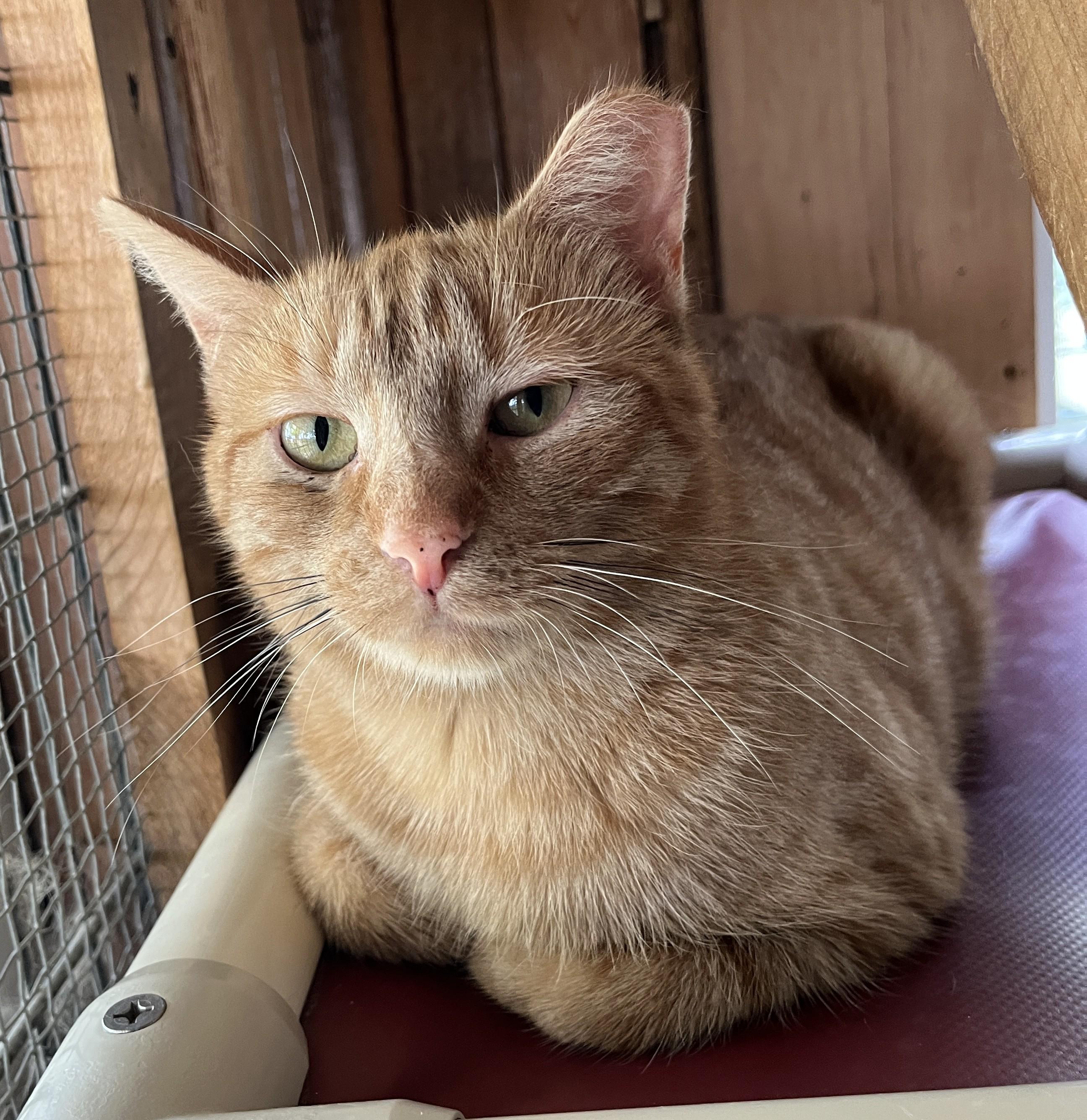 Enlarge LUMEN (CR-SC), a Adoptable Domestic Short Hair in Sainte-Angele-de-Monnoir, QC image 3/6