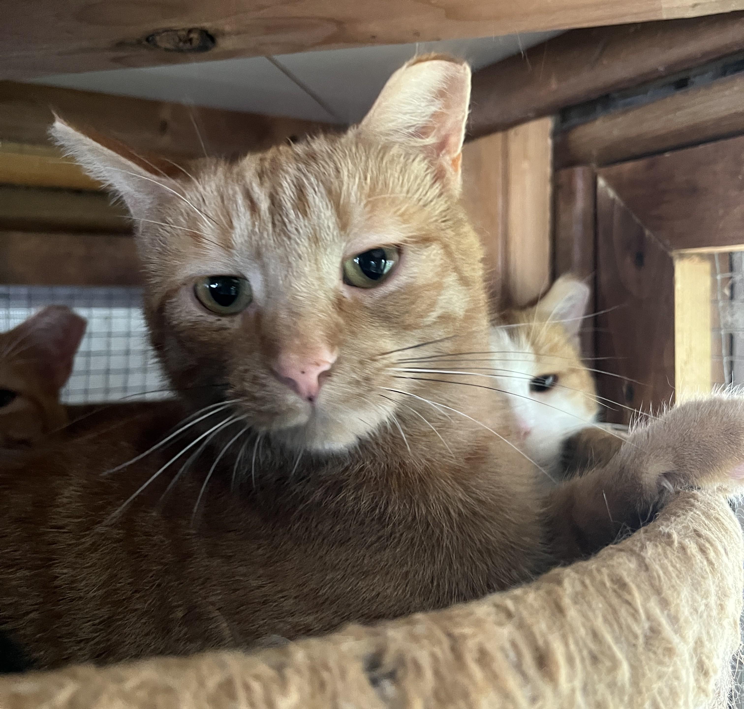 Enlarge LUMEN (CR-SC), a Adoptable Domestic Short Hair in Sainte-Angele-de-Monnoir, QC image 5/6