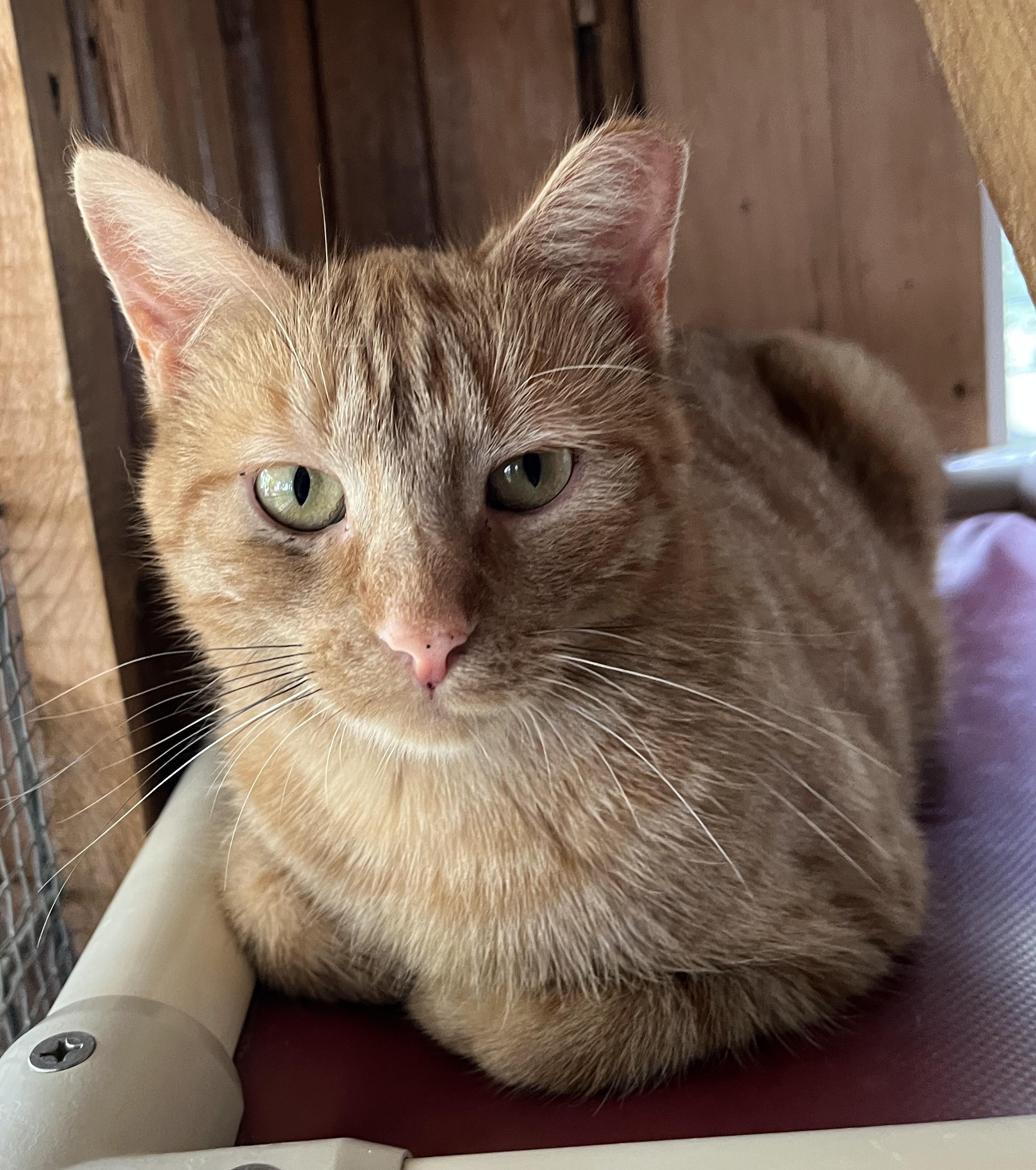 Enlarge LUMEN (CR-SC), a Adoptable Domestic Short Hair in Sainte-Angele-de-Monnoir, QC image 2/6