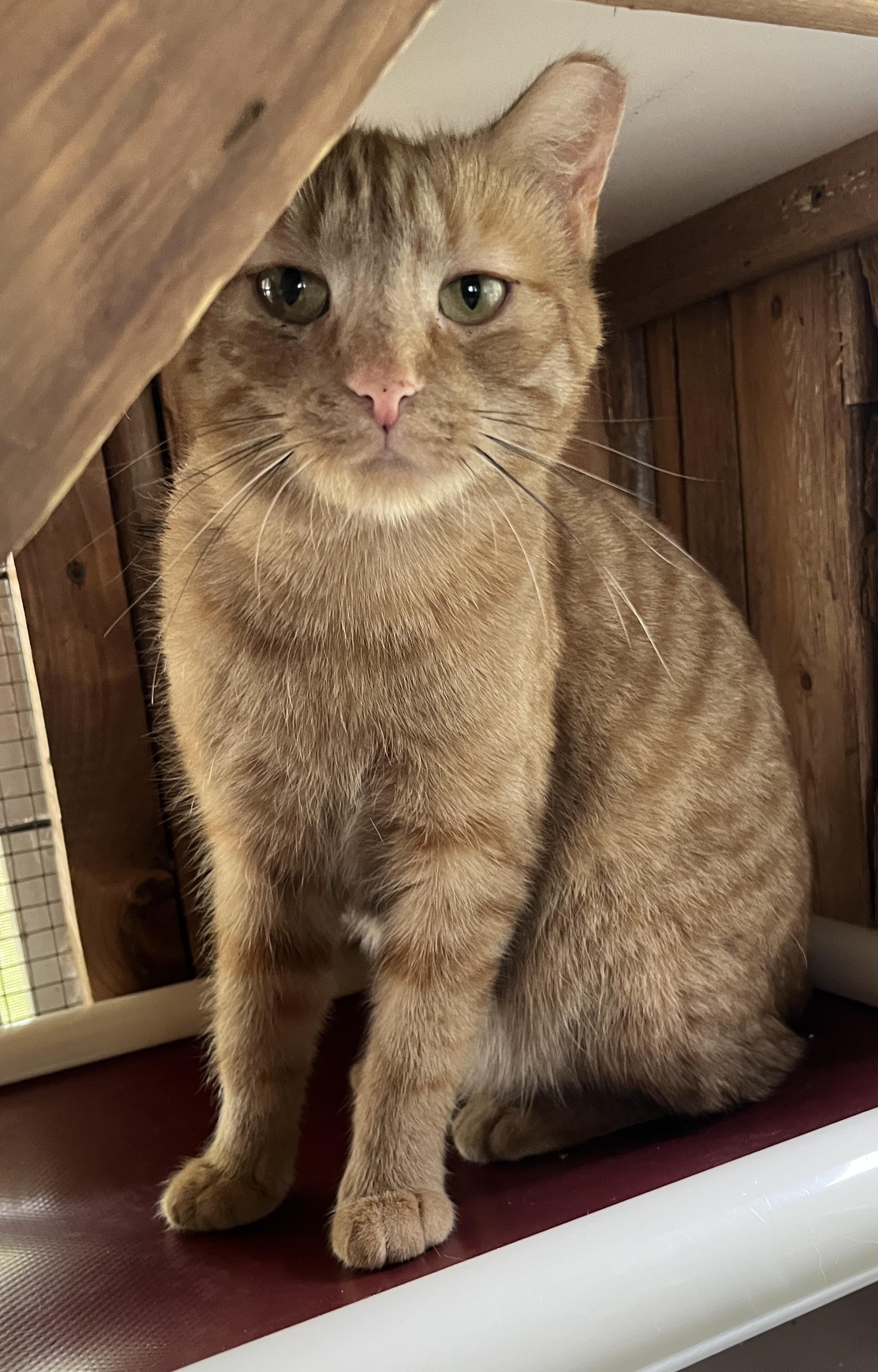 LUMEN (CR-SC), Adoptable, Young Female Domestic Short Hair.