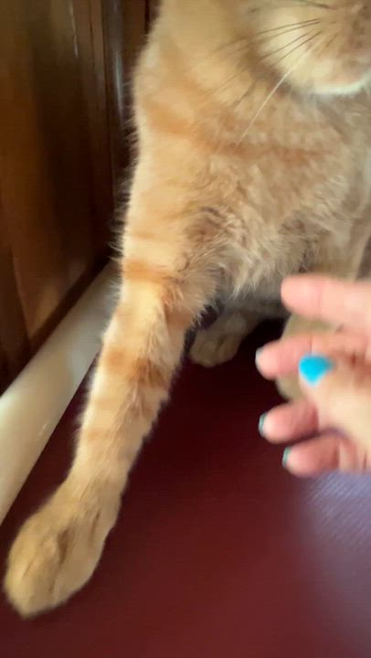 Enlarge LUMEN (CR-SC), a Adoptable Domestic Short Hair in Sainte-Angele-de-Monnoir, QC video 6/6