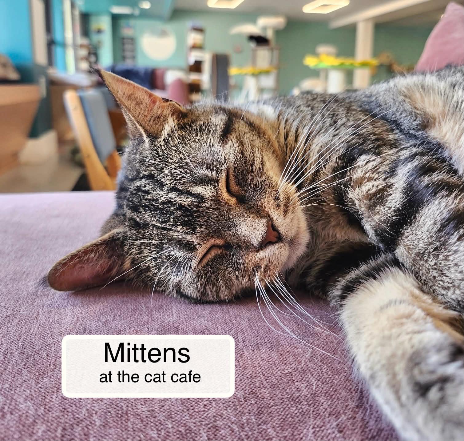 Enlarge Mittens at Luna Cat Collective, a Adoptable Domestic Short Hair in Ellicott City, MD image 1/1