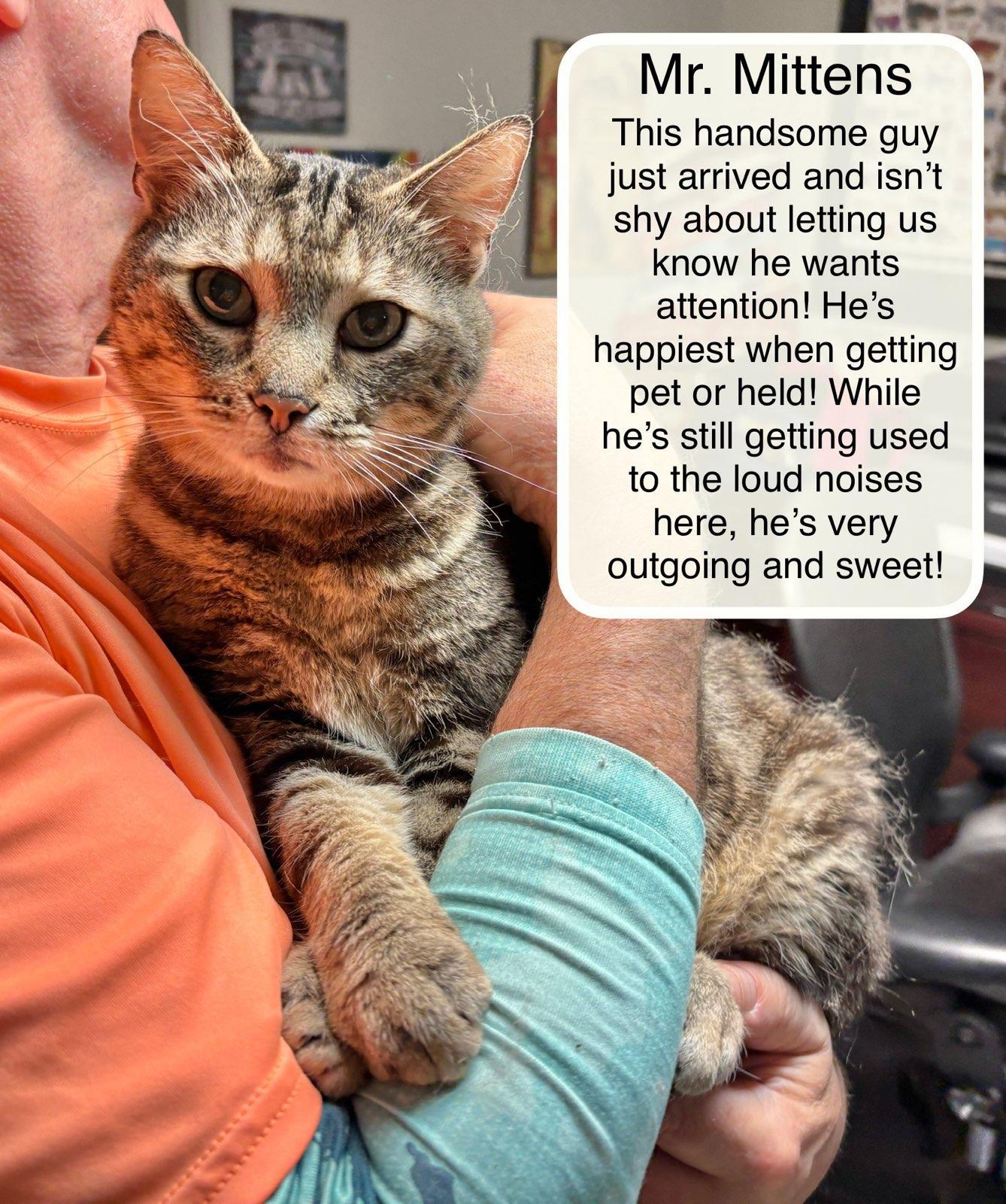 Mr. Mittens at Luna Cat Collective, Adoptable, Adult Male Domestic Short Hair.