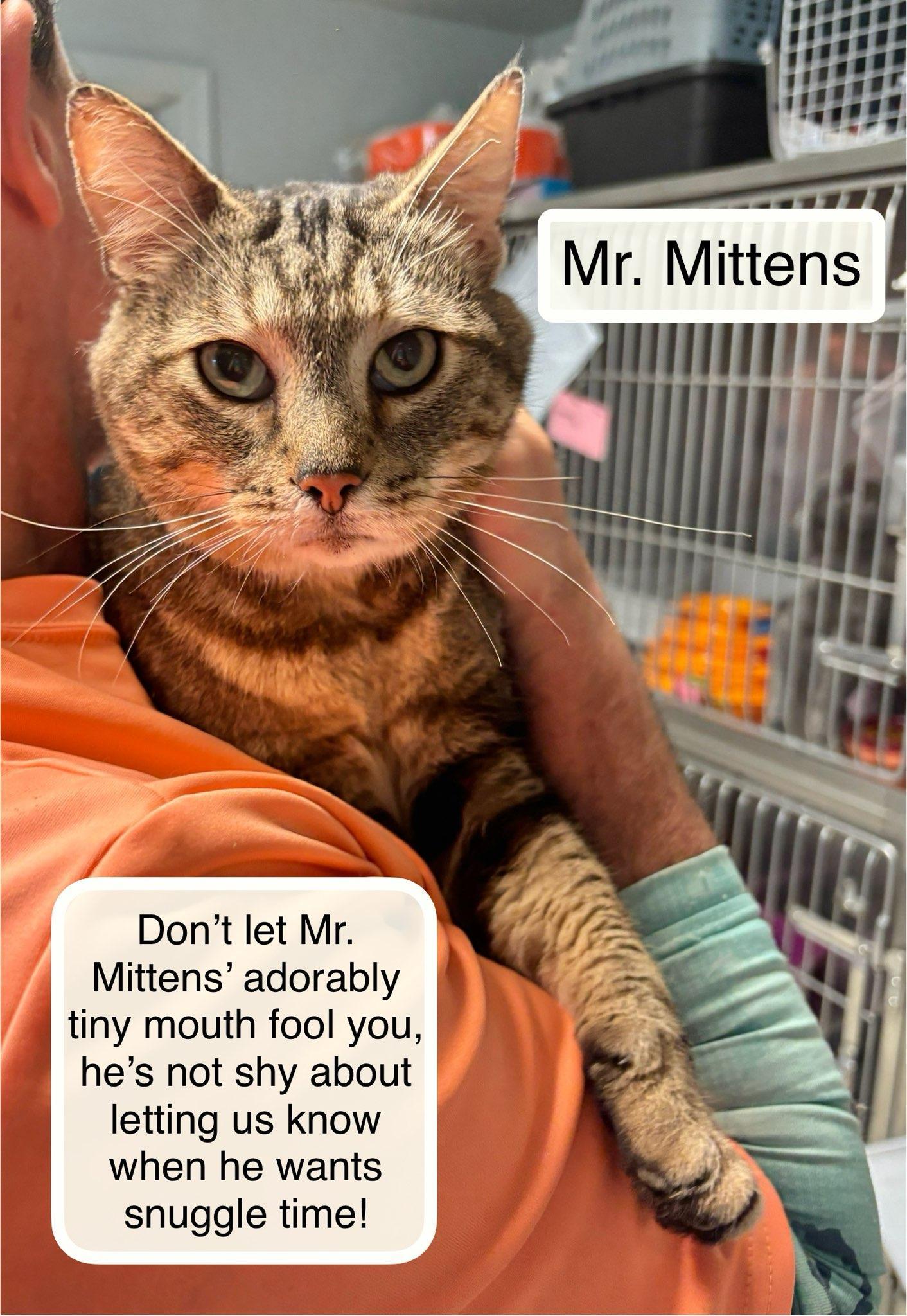 Enlarge Mr. Mittens at Luna Cat Collective, a Adoptable Domestic Short Hair in Ellicott City, MD image 2/2