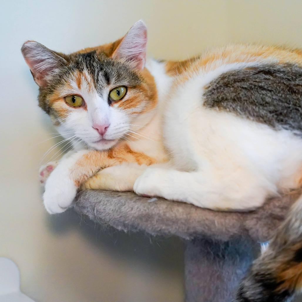 Lentil, Adoptable, Adult Female Domestic Short Hair.