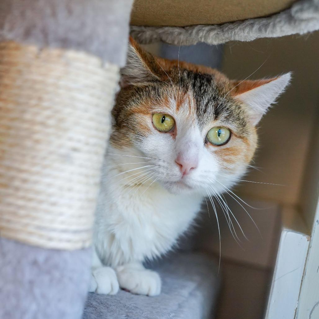 Enlarge Lentil, a Adoptable Domestic Short Hair in Thomaston, ME image 2/2