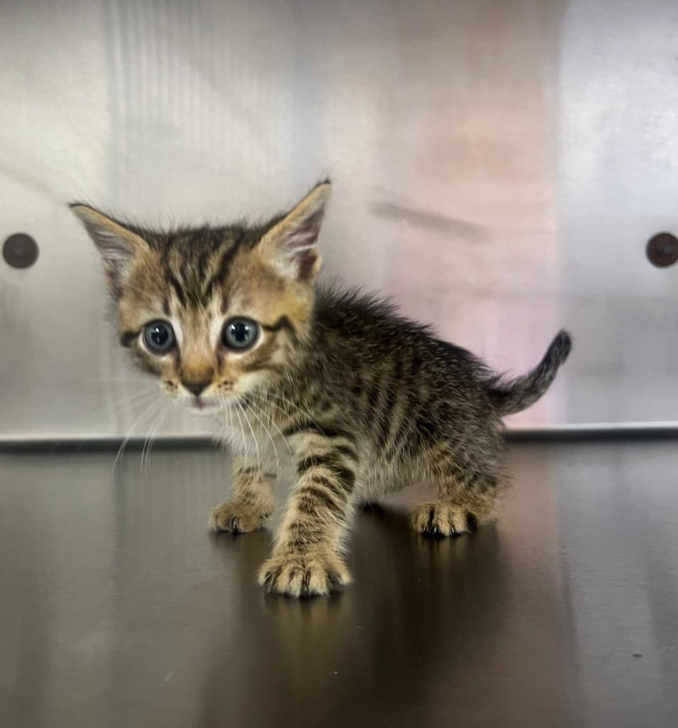 Panini, Adoptable, Kitten Male Domestic Short Hair.