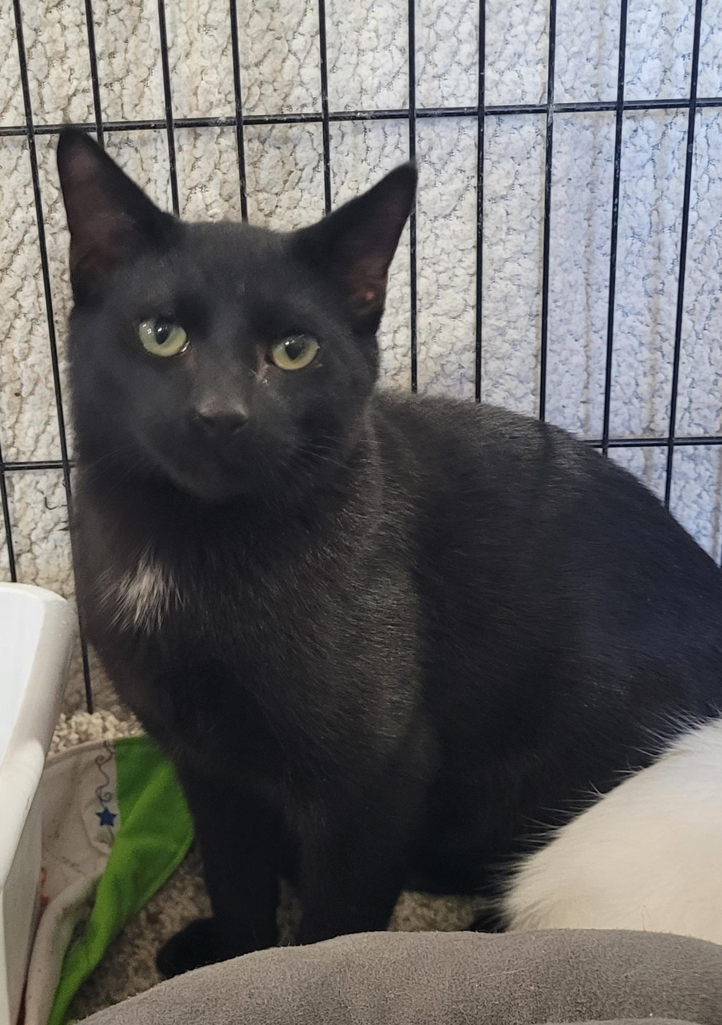 Gavin, ADOPTABLE, Young Male Domestic Short Hair.