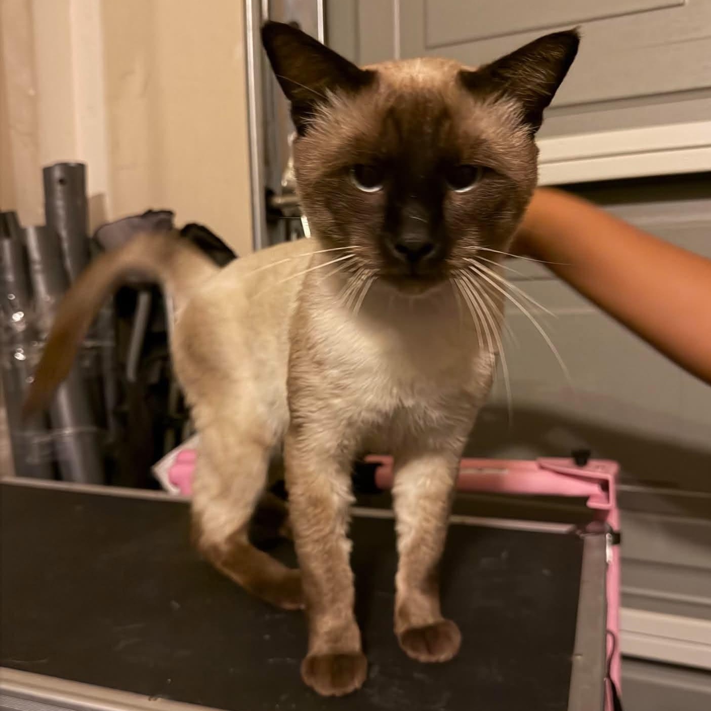 Enlarge Mr. Mochi, a Adoptable Siamese in Elk Grove, CA image 1/4