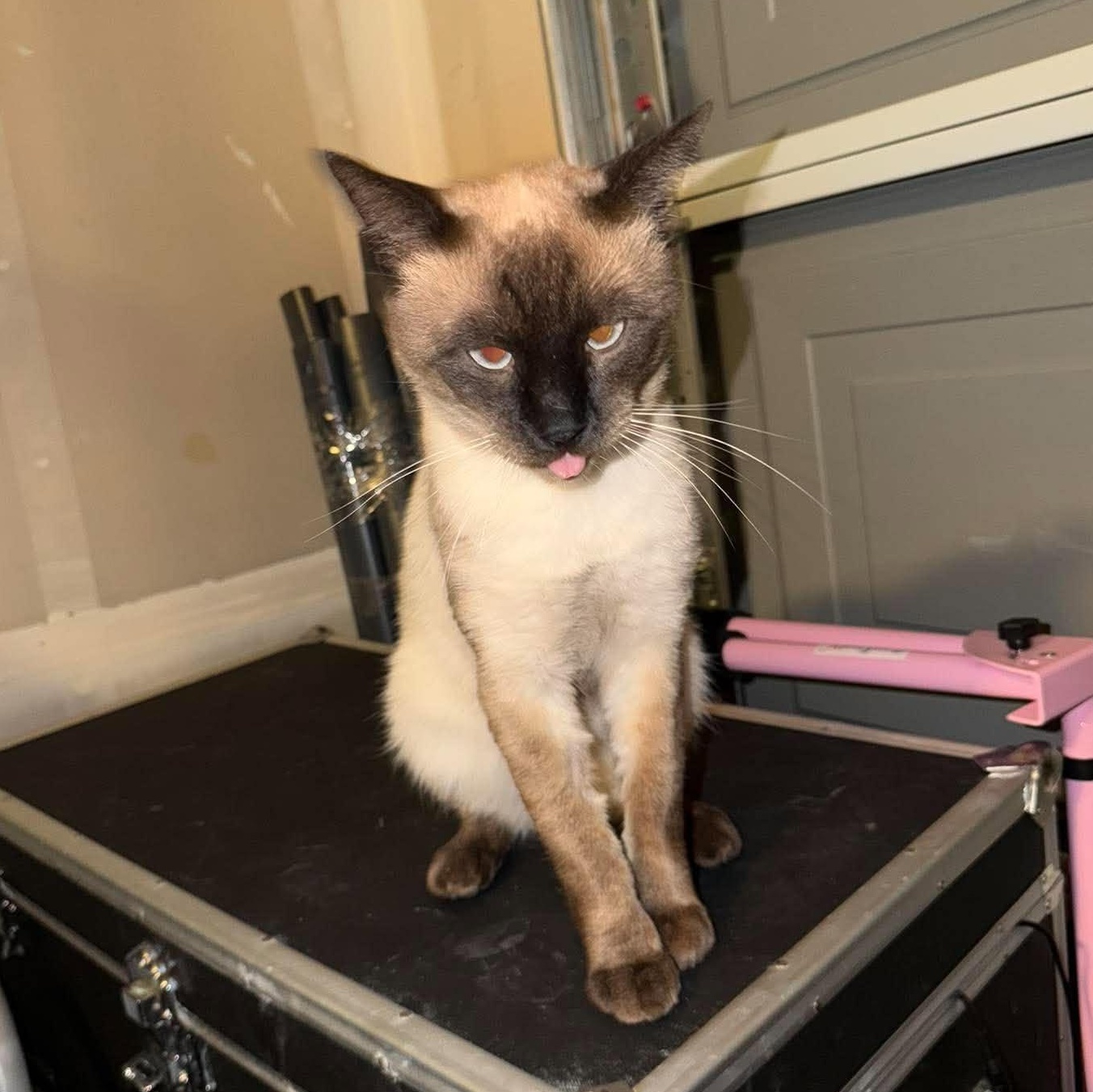 Enlarge Mr. Mochi, a Adoptable Siamese in Elk Grove, CA image 2/4