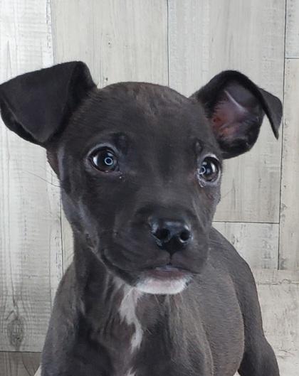 Enlarge Levi, a Adoptable mixed breed in Shreveport, LA image 2/2