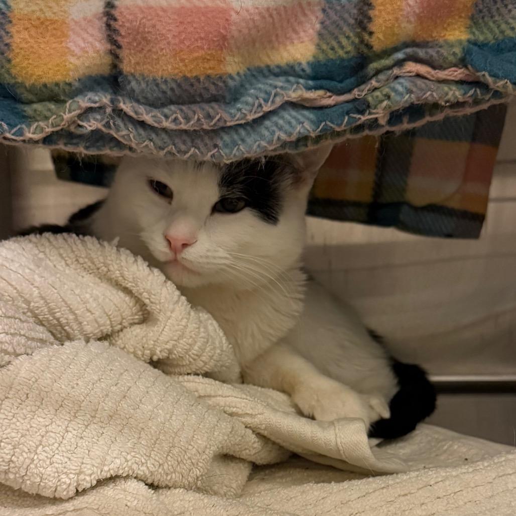 Enlarge Barn Cat, a Adoptable Domestic Short Hair in Council Bluffs, IA image 1/1
