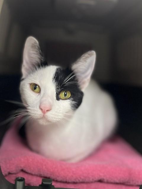 BO PEEP, Adoptable, Young Female Domestic Short Hair.
