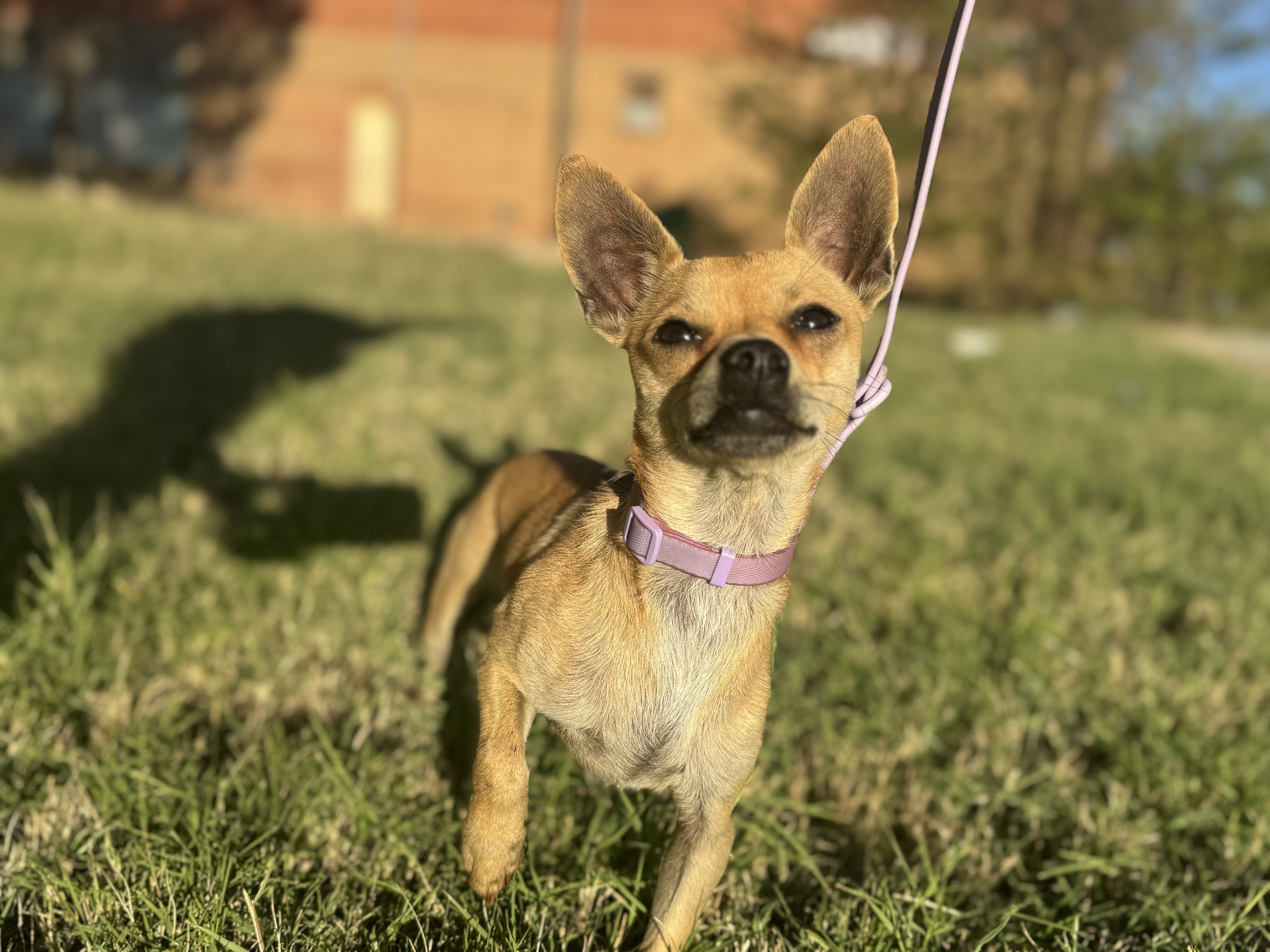 Enlarge Marshall aka Mars, a Adopted Chihuahua in Coleman, TX image 1/4