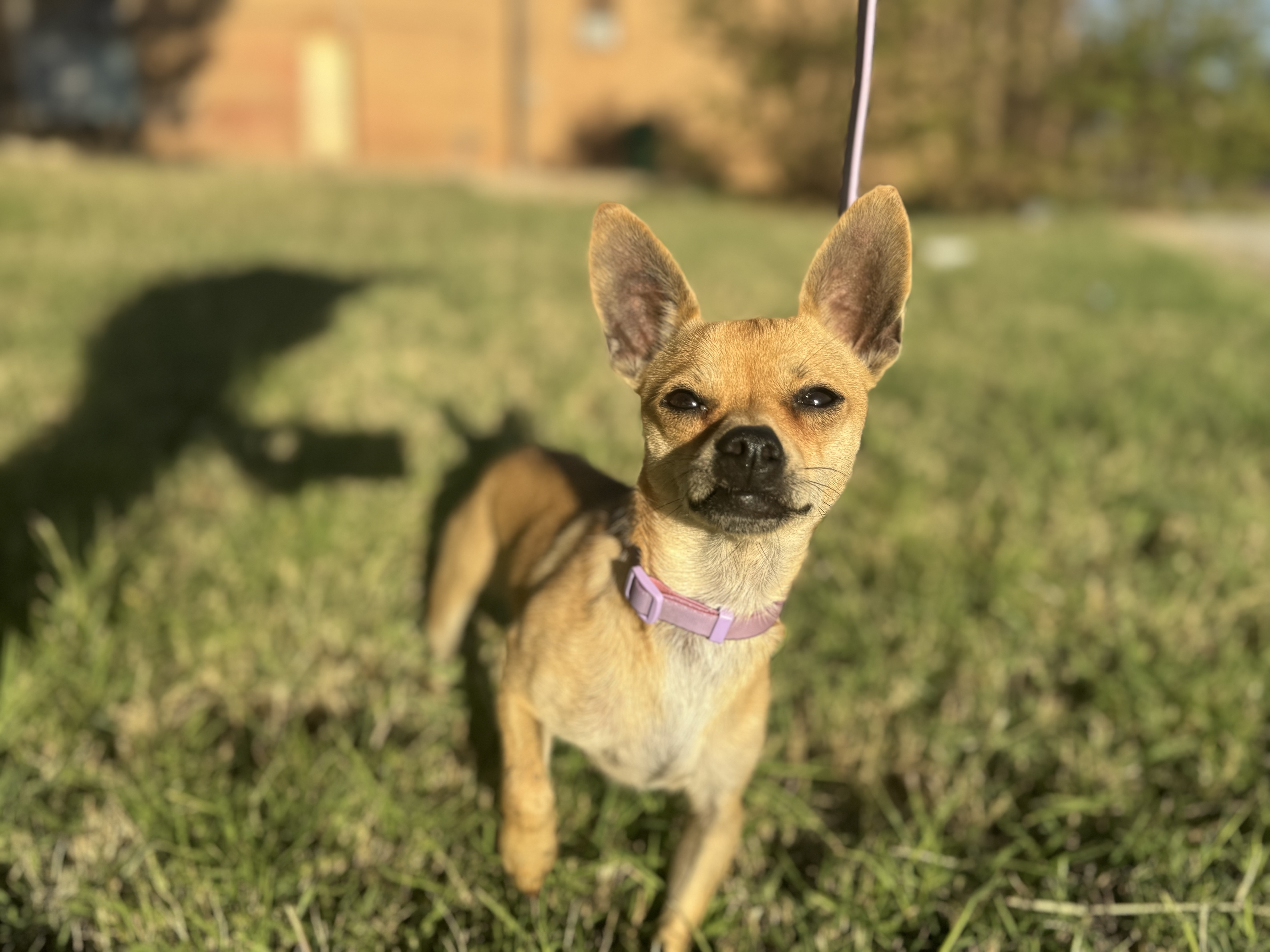 Marshall aka Mars, Adopted, Adult Male Chihuahua.