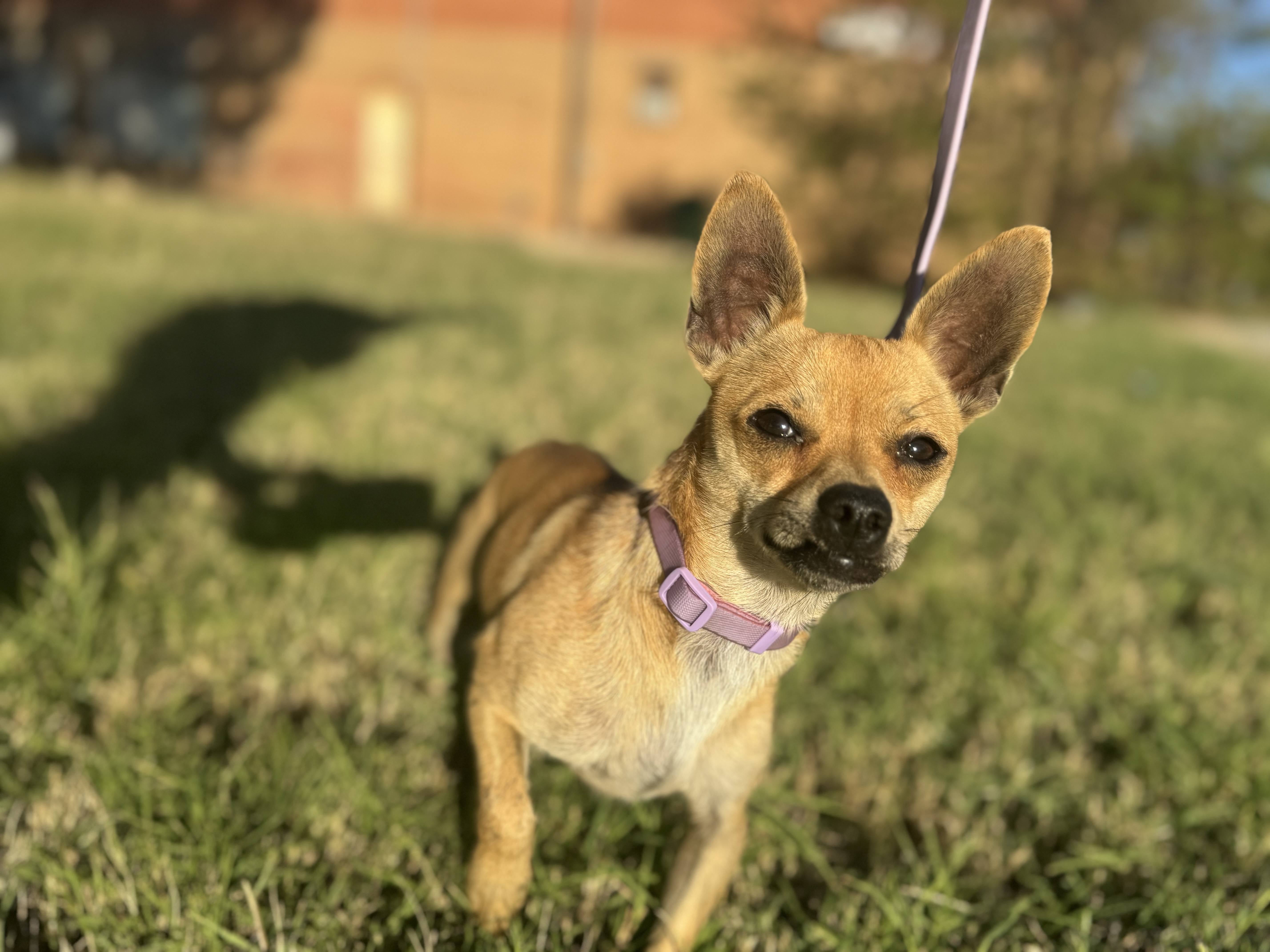 Enlarge Marshall aka Mars, a Adopted Chihuahua in Coleman, TX image 3/4