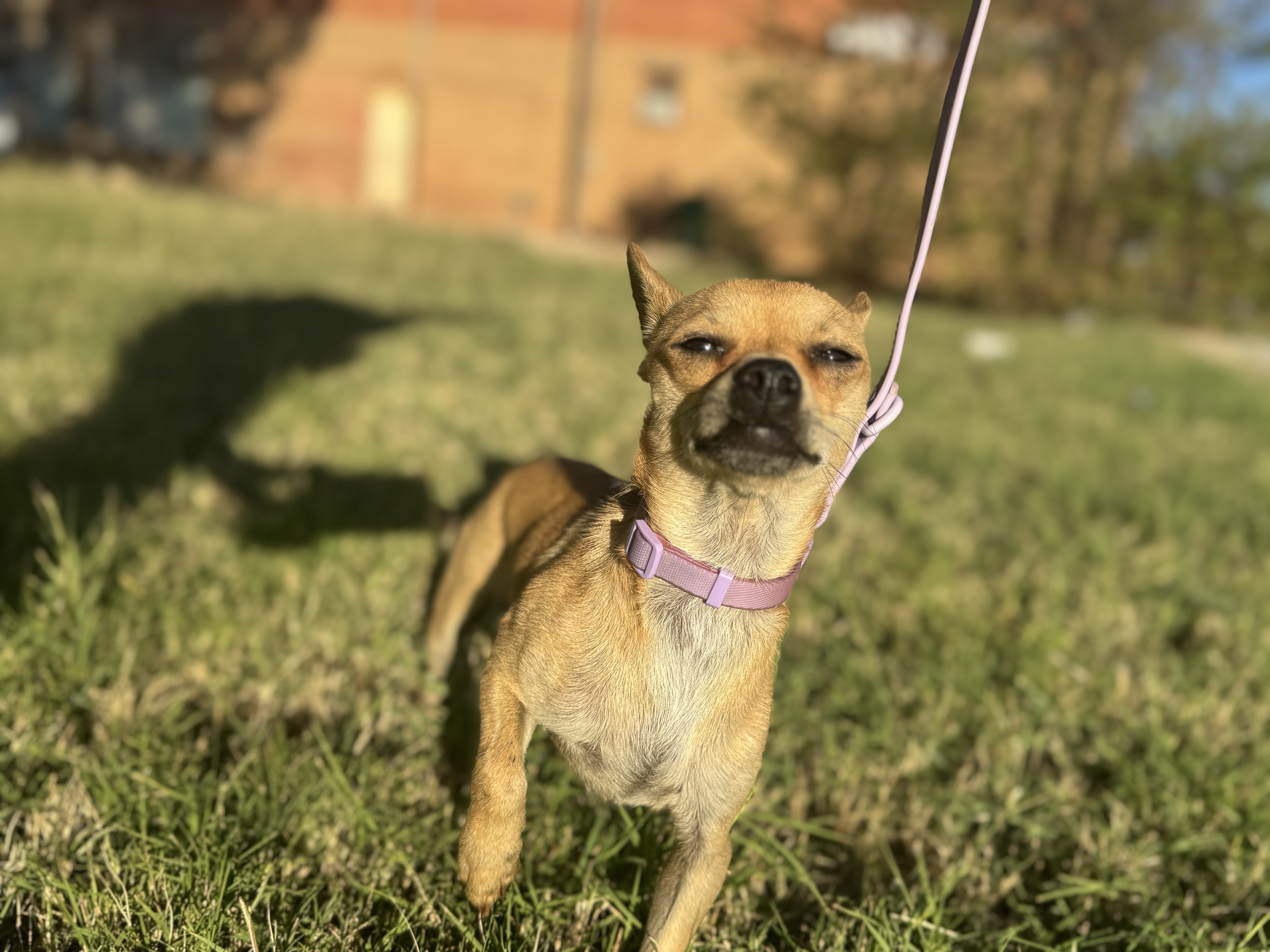 Enlarge Marshall aka Mars, a Adopted Chihuahua in Coleman, TX image 4/4