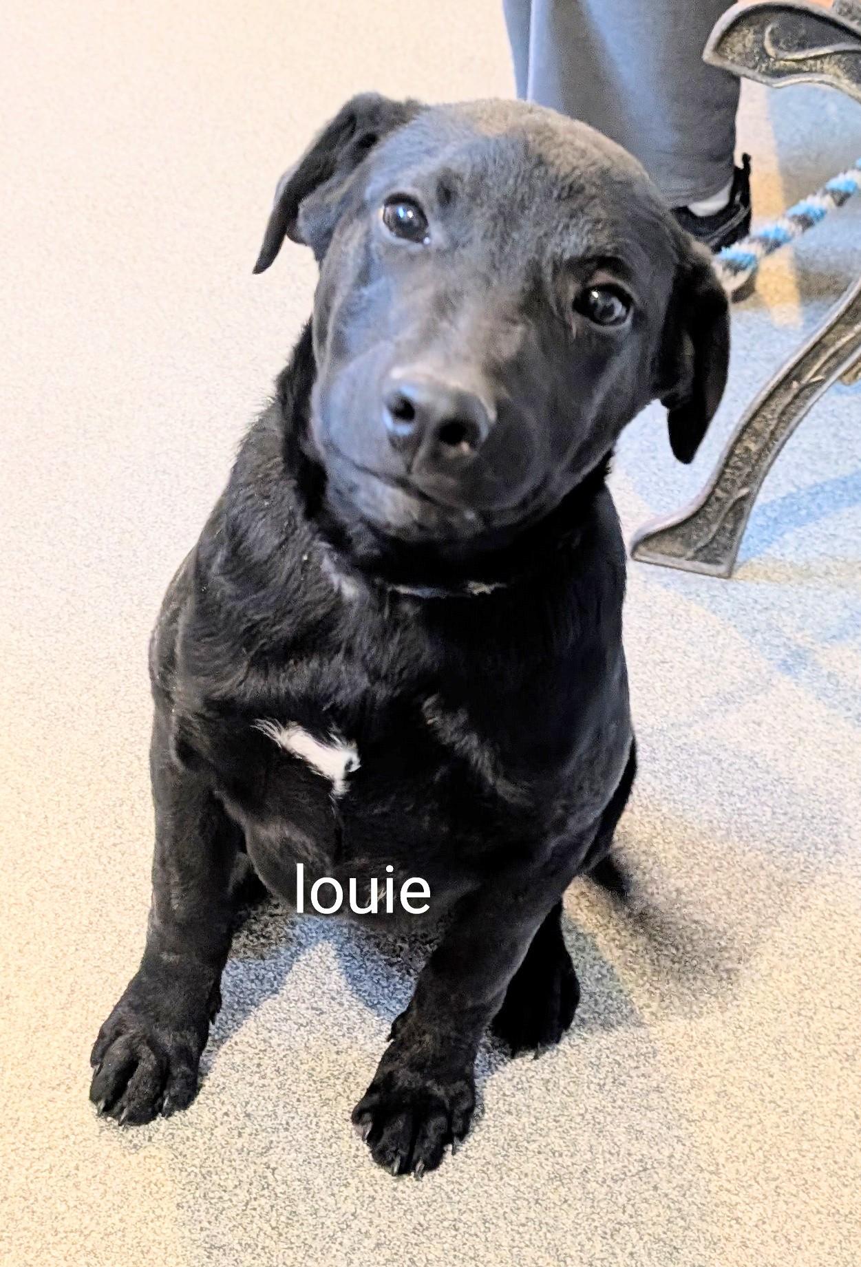 Enlarge Louie, a ADOPTABLE mixed breed in Falls City, NE image 1/1