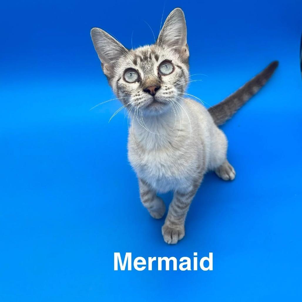 mermaid, Adoptable, Kitten Female Siamese.