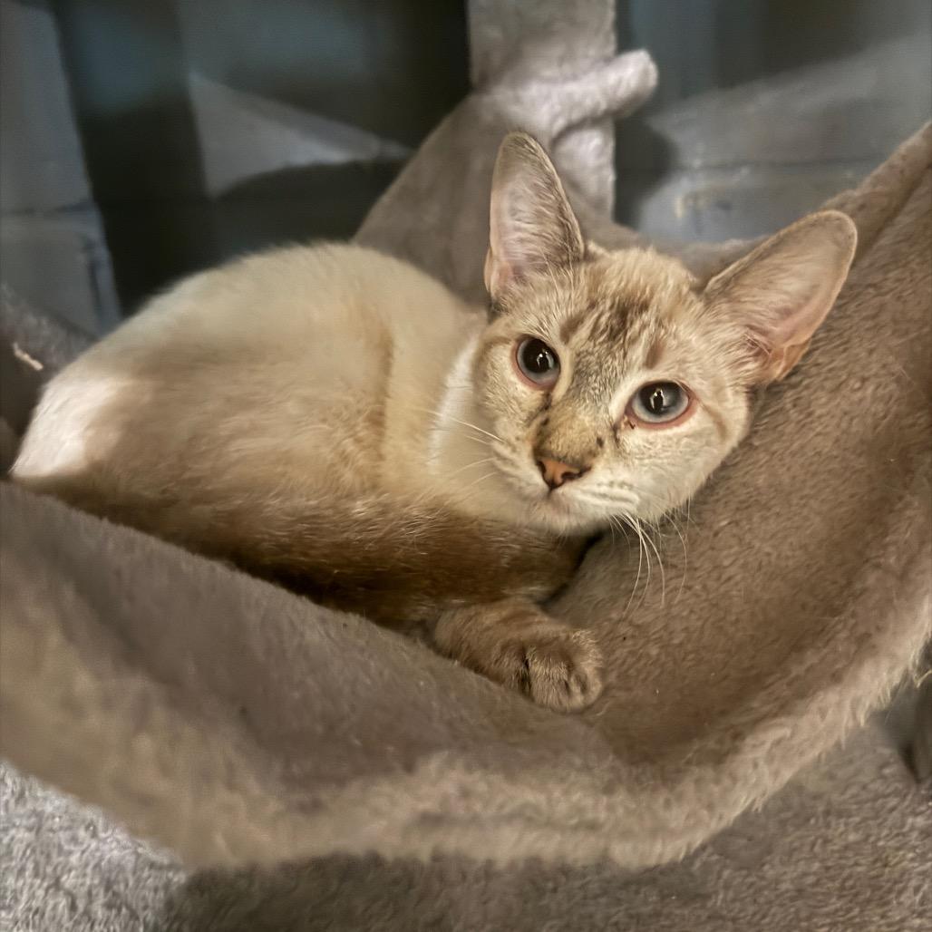 Enlarge mermaid, a Adoptable Siamese in Collinsville , OK image 2/2