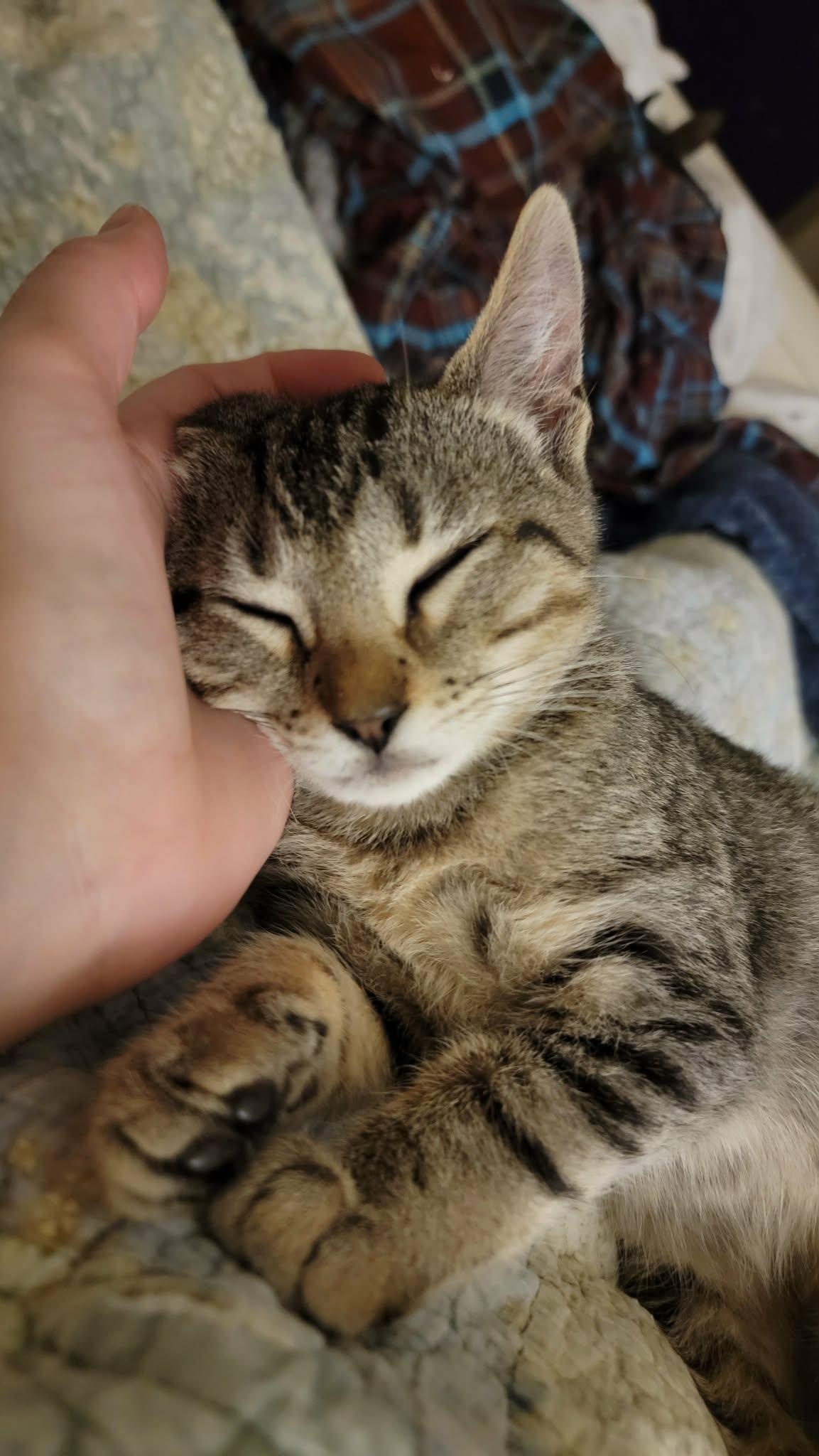 Dexter! , Adoptable, Kitten Male Domestic Short Hair & Tabby.