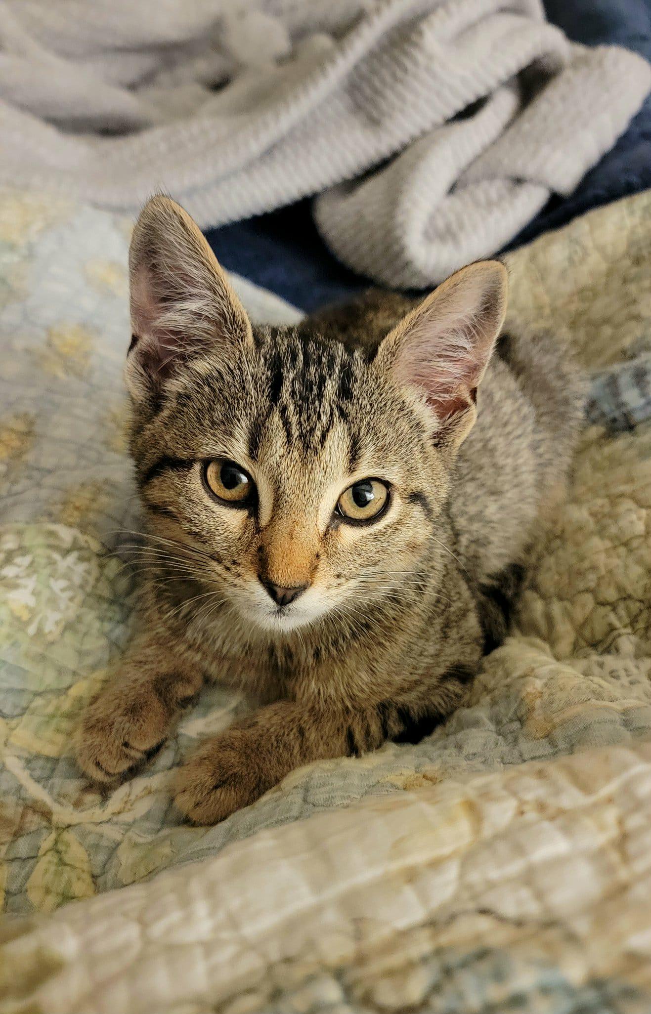 Enlarge Dexter! , a Adoptable mixed breed in Plantsville, CT image 2/6