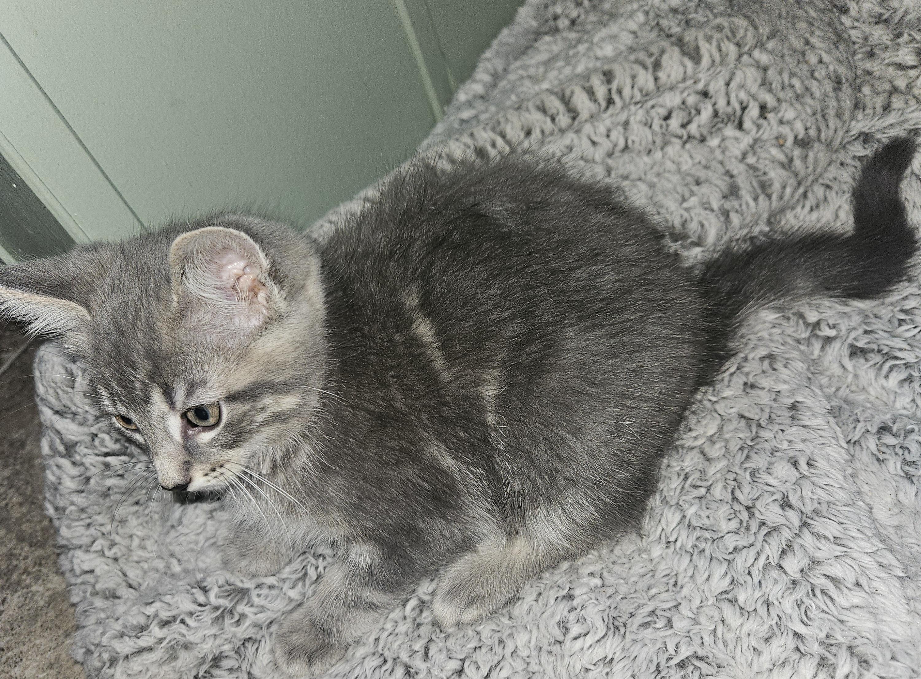 Charles, a Adopted Tabby in Mansfield, PA image 1/3