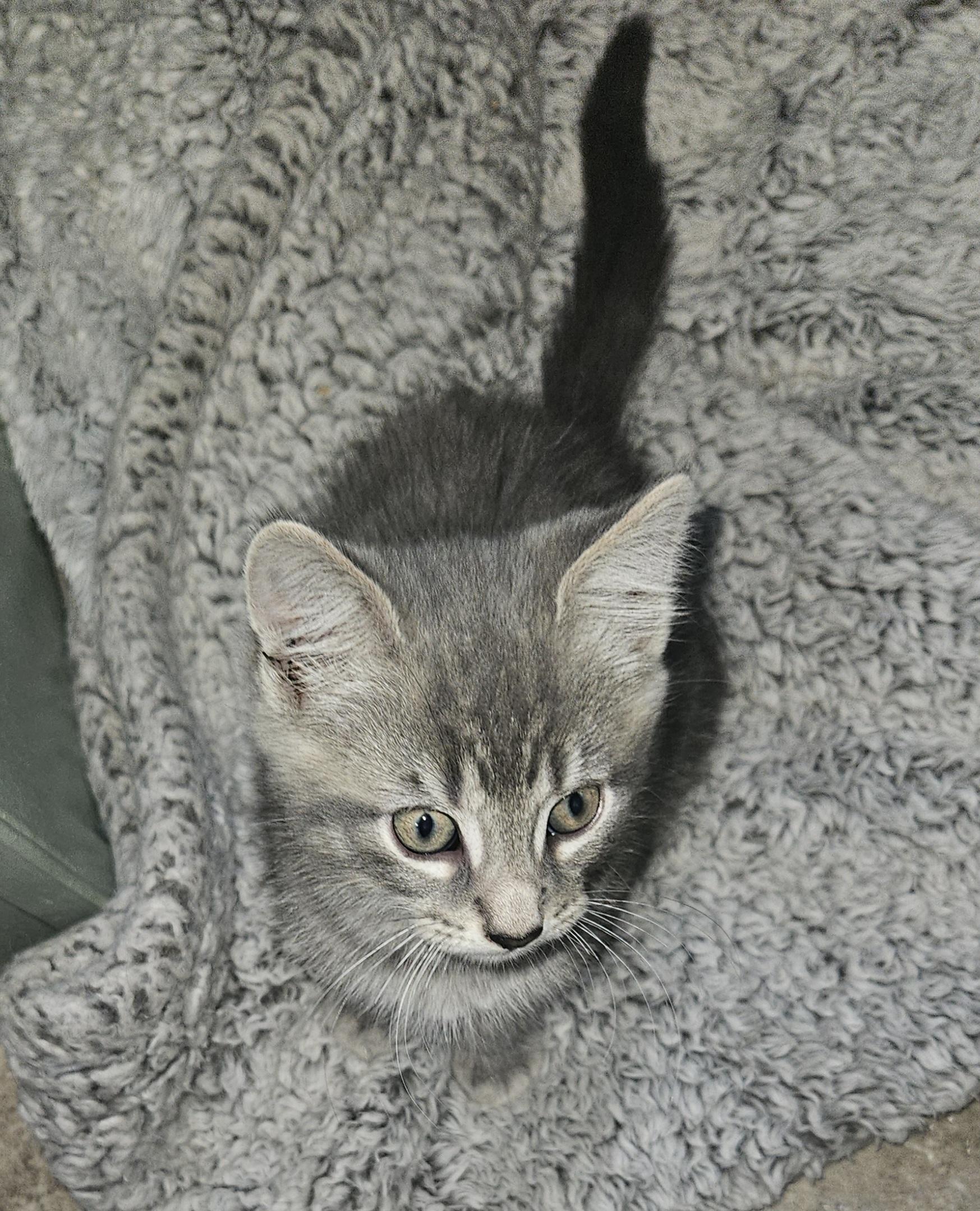 Charles, a Adopted Tabby in Mansfield, PA image 2/3