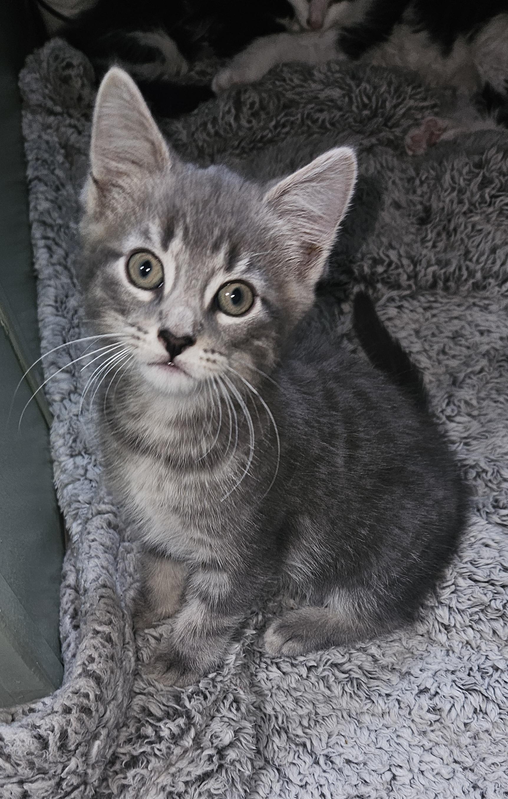 Charles, a Adopted Tabby in Mansfield, PA image 3/3
