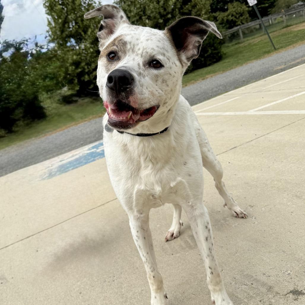 Enlarge Sawyer, a Adoptable mixed breed in Marshall, VA image 1/6