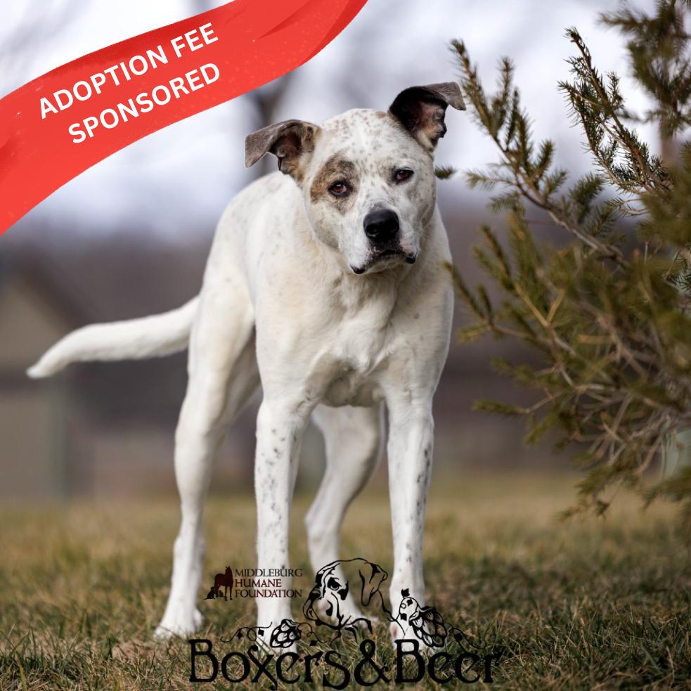 Enlarge Sawyer, a Adoptable mixed breed in Marshall, VA image 2/6