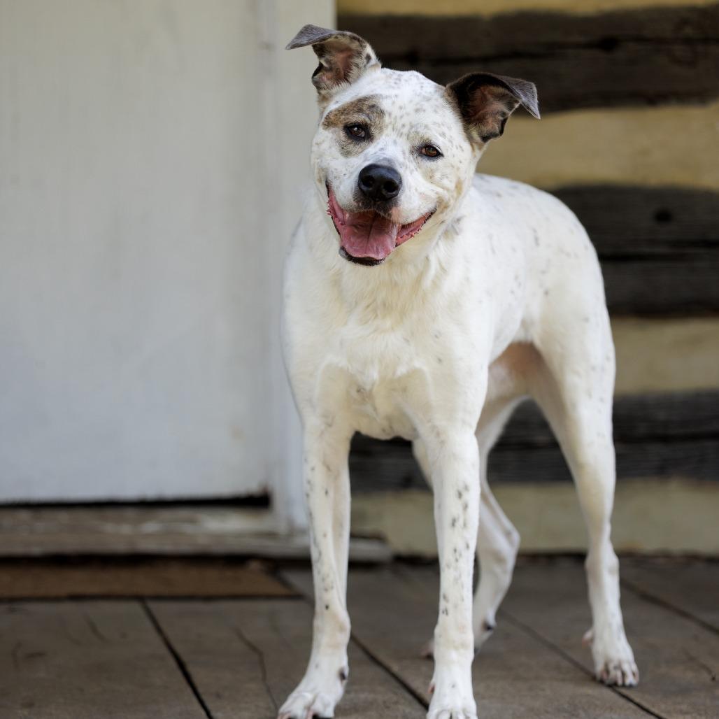 Enlarge Sawyer, a Adoptable mixed breed in Marshall, VA image 2/6