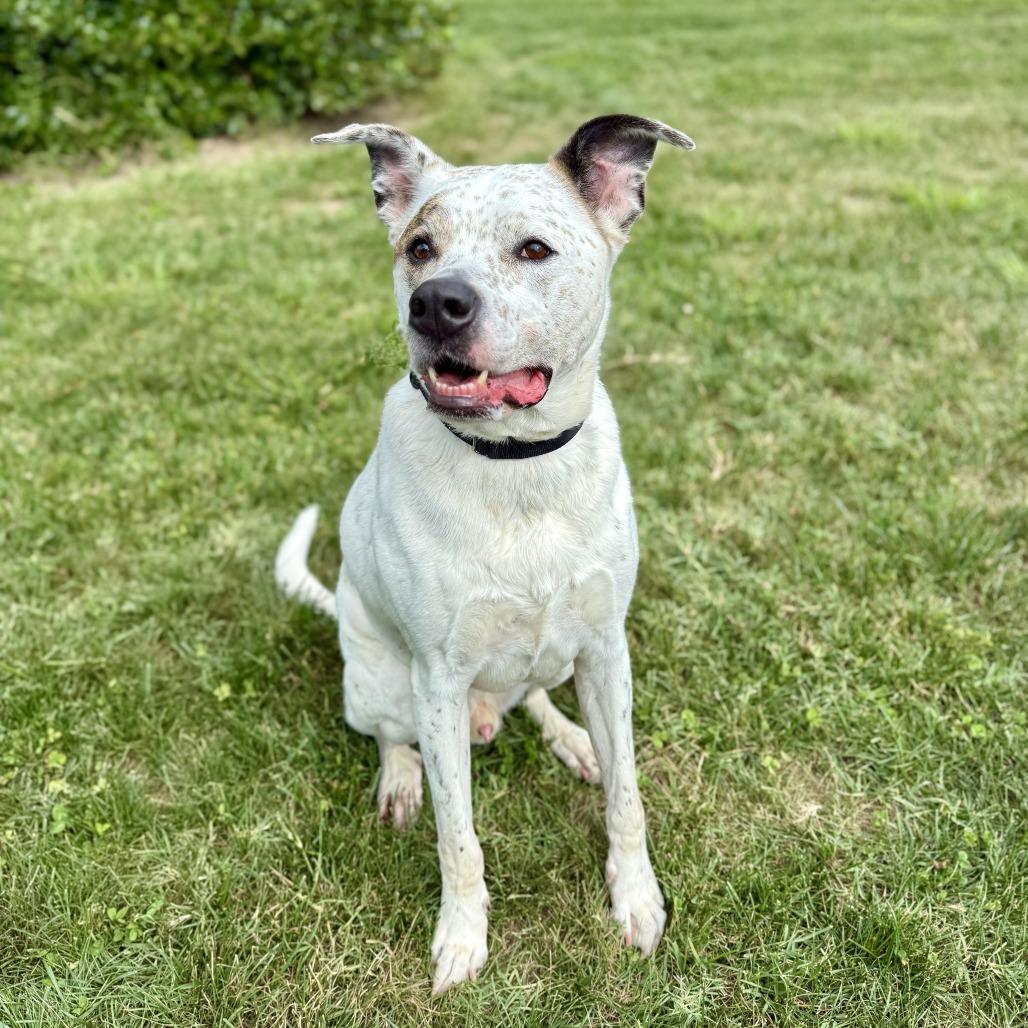 Enlarge Sawyer, a Adoptable mixed breed in Marshall, VA image 3/6