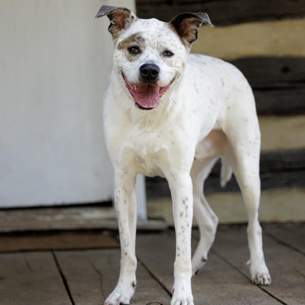 Enlarge Sawyer, a Adoptable mixed breed in Marshall, VA image 5/6