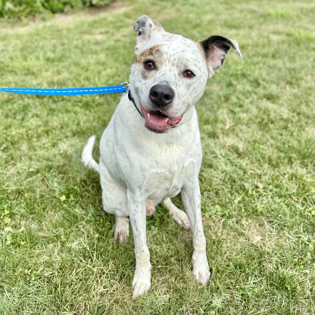 Enlarge Sawyer, a Adoptable mixed breed in Marshall, VA image 6/6