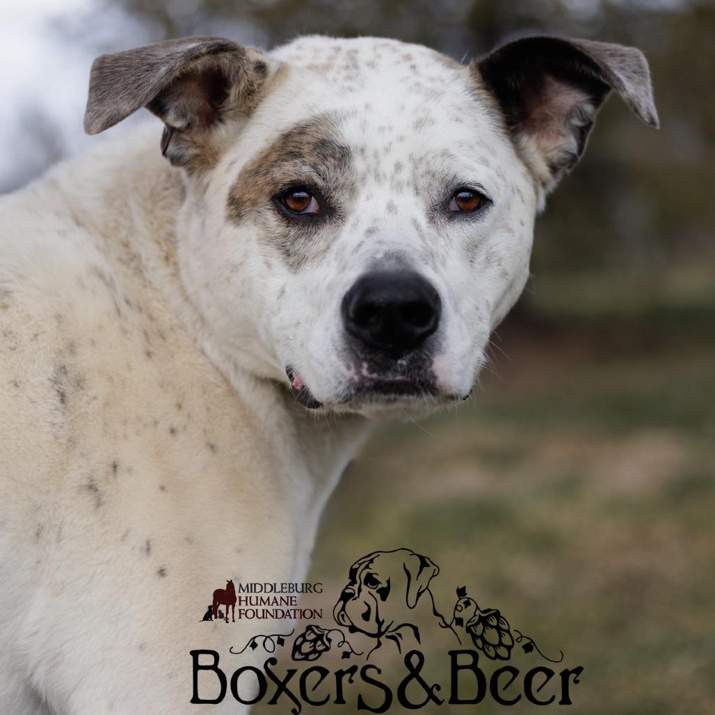 Enlarge Sawyer, a Adoptable mixed breed in Marshall, VA image 6/6