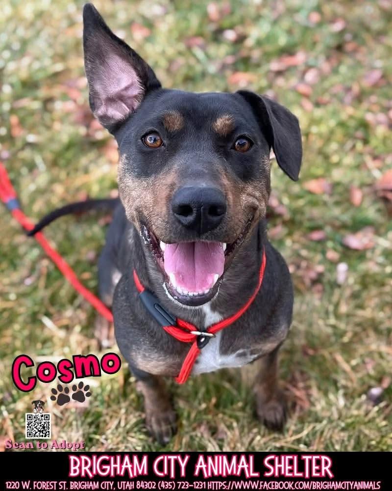 Cosmo, ADOPTABLE, Adult Female Pit Bull Terrier.