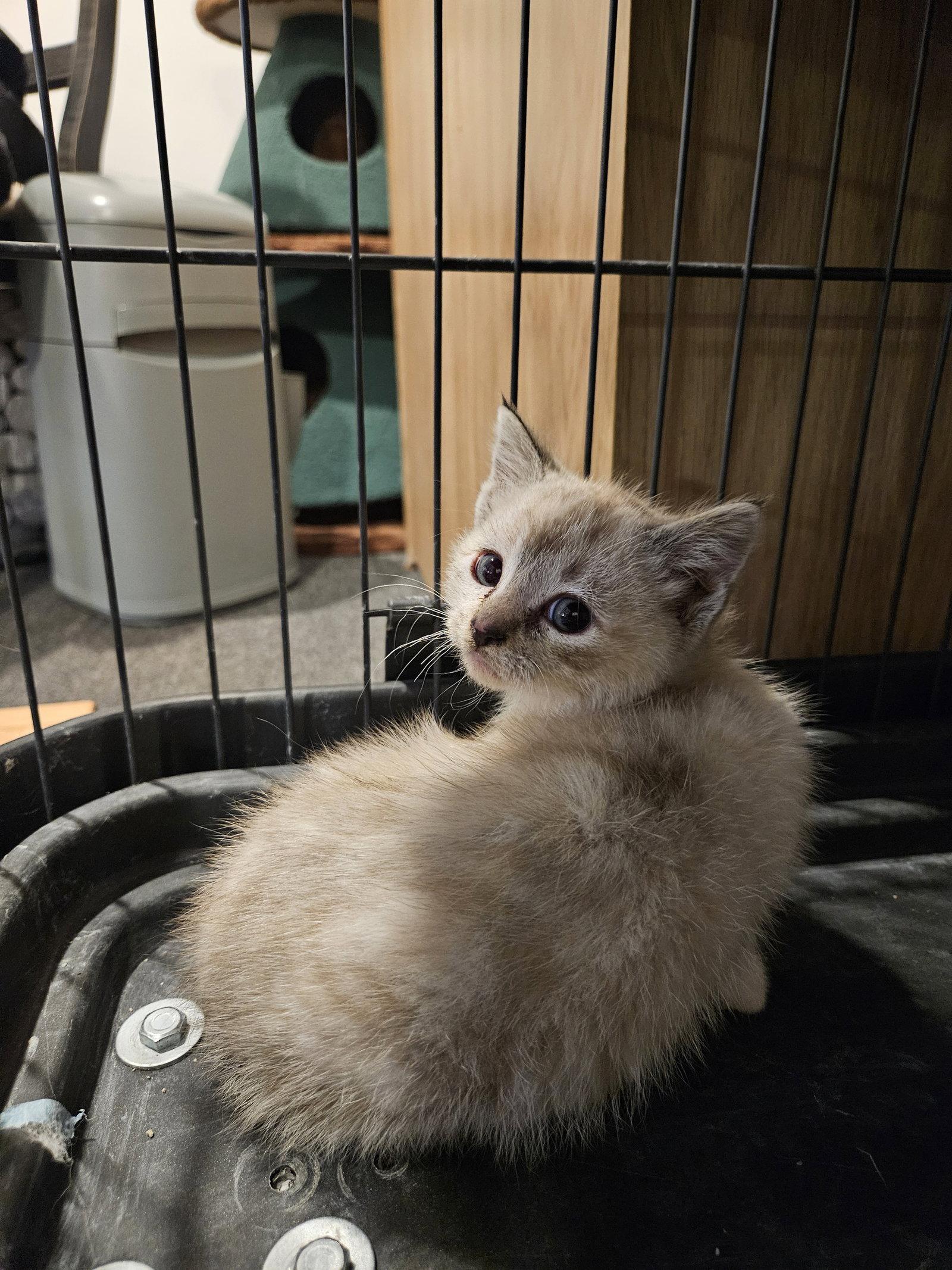 Enlarge Wanda, a Adopted mixed breed in Blairsville, GA image 1/2