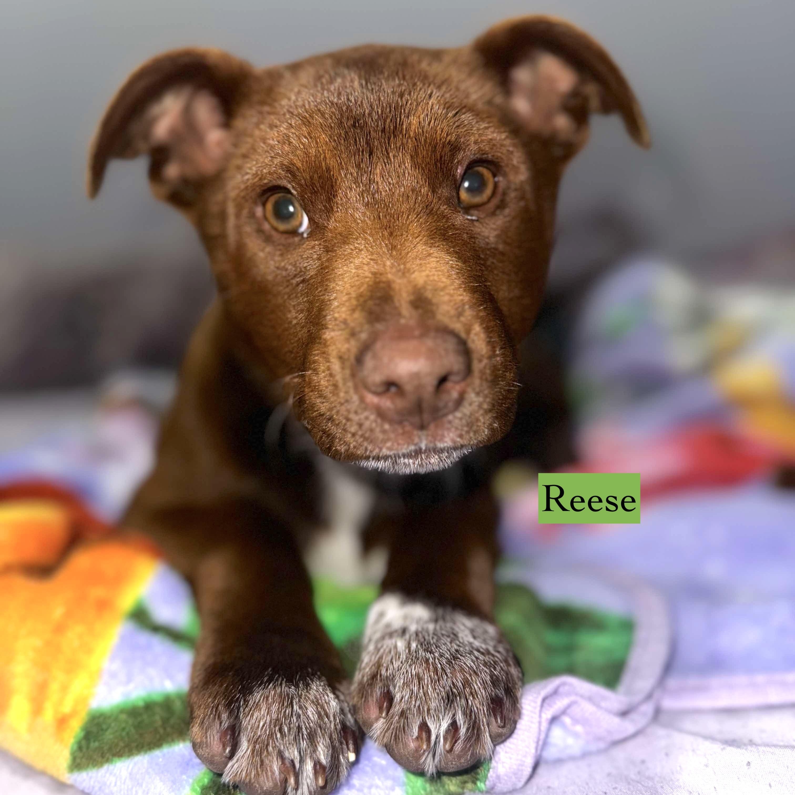 Dog for adoption Reese, a Catahoula Leopard Dog & Rhodesian Ridgeback Mix in Seattle, WA