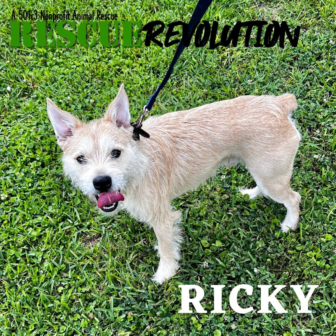 Enlarge Ricky Bobby, a Adoptable Miniature Schnauzer in Houma, LA image 1/1