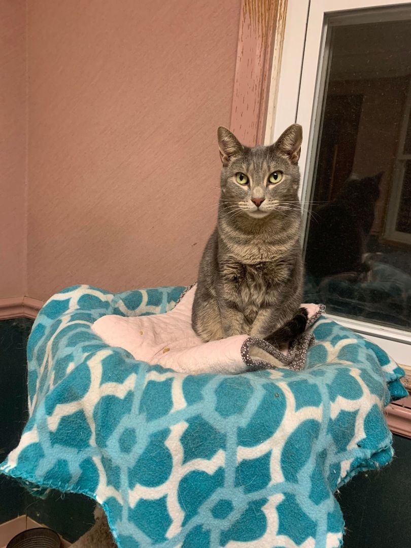 Enlarge Arnie & Trinity (bonded couple), a Adoptable Domestic Short Hair in New Britain, CT image 8/12