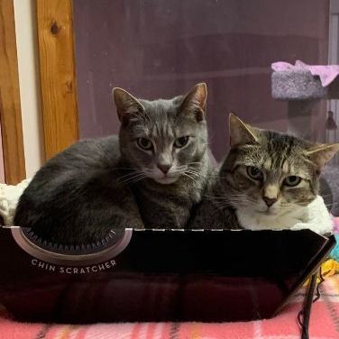 Arnie & Trinity (bonded couple), a Adoptable Domestic Short Hair in New Britain, CT image 1/12