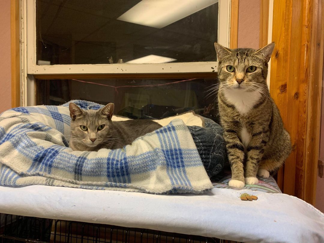 Enlarge Arnie & Trinity (bonded couple), a Adoptable Domestic Short Hair in New Britain, CT image 9/12