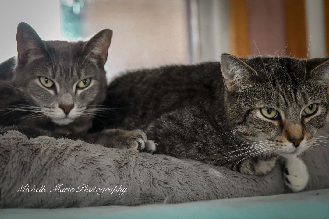 Enlarge Arnie & Trinity (bonded couple), a Adoptable Domestic Short Hair in New Britain, CT image 10/12