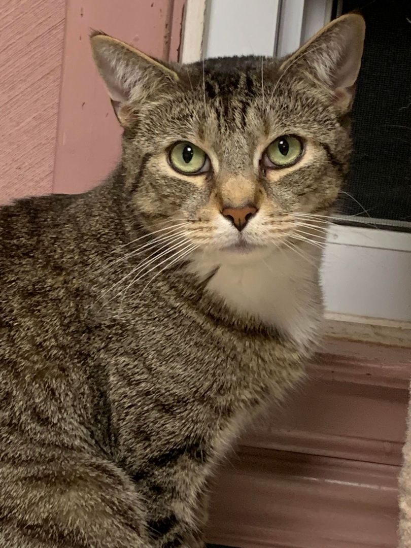 Enlarge Arnie & Trinity (bonded couple), a Adoptable Domestic Short Hair in New Britain, CT image 11/12