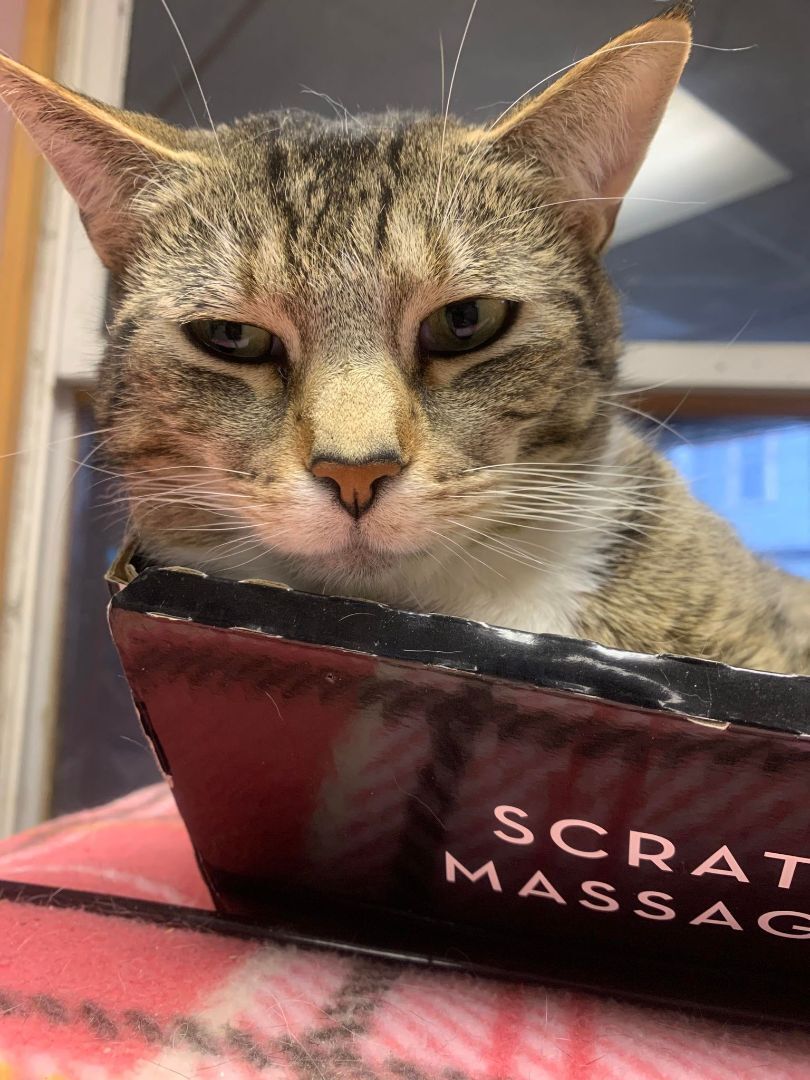 Enlarge Arnie & Trinity (bonded couple), a Adoptable Domestic Short Hair in New Britain, CT image 12/12