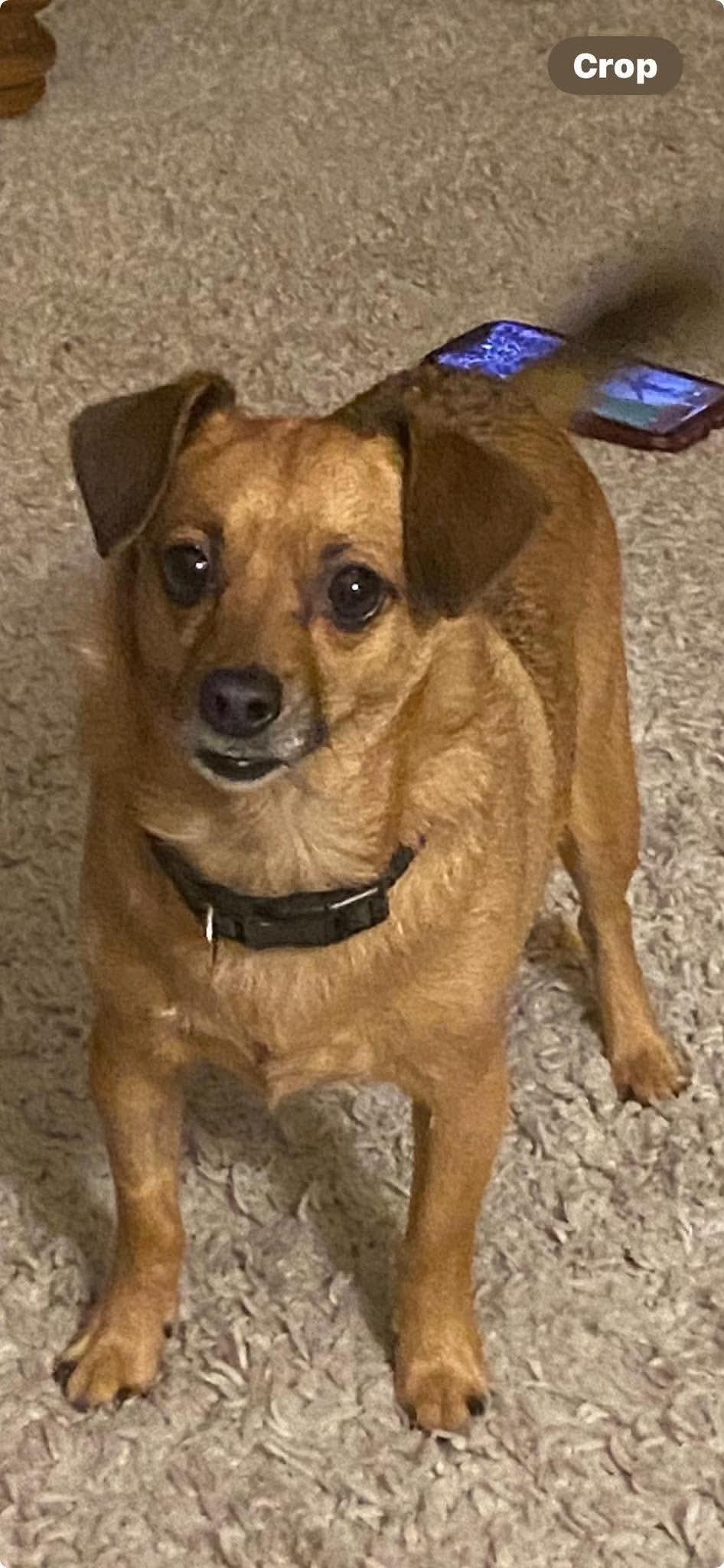 Enlarge Snickers, a Adoptable mixed breed in Panama City, FL image 1/1