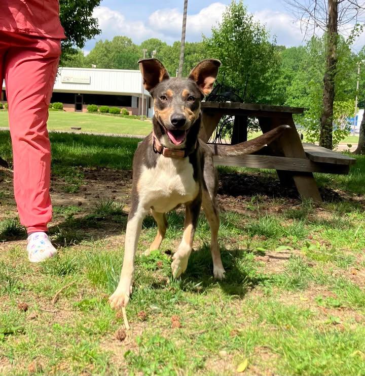 Winslet, Adult Female Husky